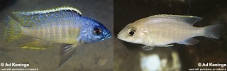 Otopharynx sp. 'golden blueface'