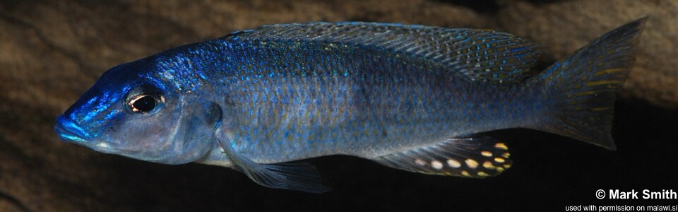 Otopharynx styrax (Tanzania)