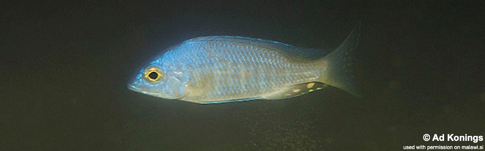 Placidochromis sp. 'electra type' Nkhomo Reef