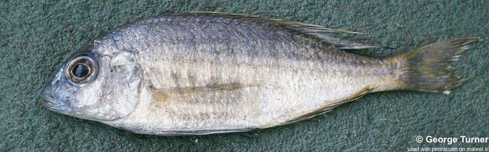 Placidochromis sp. 'longimanus chirombo' Chirombo Bay
