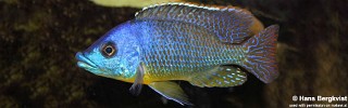 Protomelas sp. 'hertae'.jpg