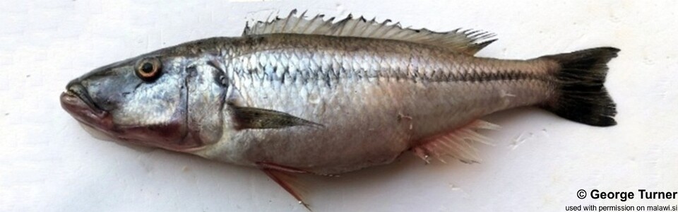 Rhamphochromis lucius (unknown locality)