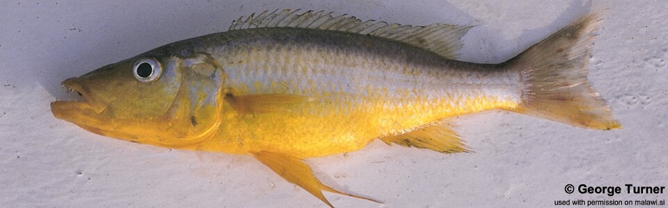 Rhamphochromis sp. 'longfin' South East Arm<br><font color=gray>Rhamphochromis sp. 'long-fin yellow' South East Arm</font> 