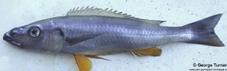 Rhamphochromis sp. 'longiceps yellowbelly'.jpg