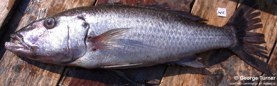 Rhamphochromis sp. 'nkhwazi' (unknown locality)<br><font color=gray>Rhamphochromis sp. 'roman nose' (unknown locality)</font>