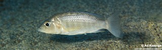 Sciaenochromis ahli 'Msisi'.jpg