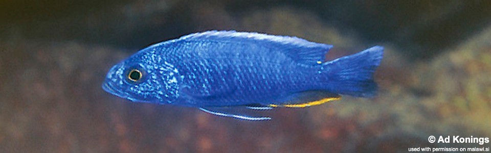 Sciaenochromis fryeri 'Chiwi Rocks'