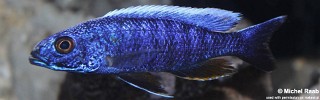 Sciaenochromis fryeri 'Chidunga Rocks'.jpg