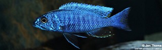 Sciaenochromis fryeri 'Chizumulu Island'.jpg