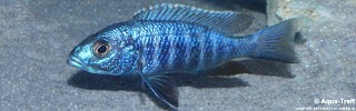 Sciaenochromis fryeri 'Jalo Reef'.jpg