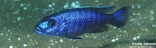 Sciaenochromis fryeri 'Luwala Reef'.jpg