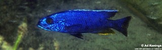 Sciaenochromis fryeri 'Maleri Island'.jpg