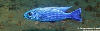 Sciaenochromis fryeri 'Three Peaks Reef'.jpg