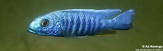 Sciaenochromis fryeri 'Thumbi West Island'.jpg