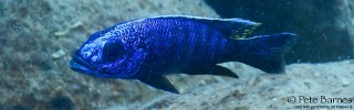 Sciaenochromis fryeri 'Yofu Bay'.jpg