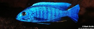 Sciaenochromis fryeri.jpg