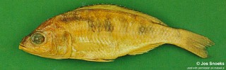 Sciaenochromis sp. 'spilostichus deep-water' Chiwanga.jpg