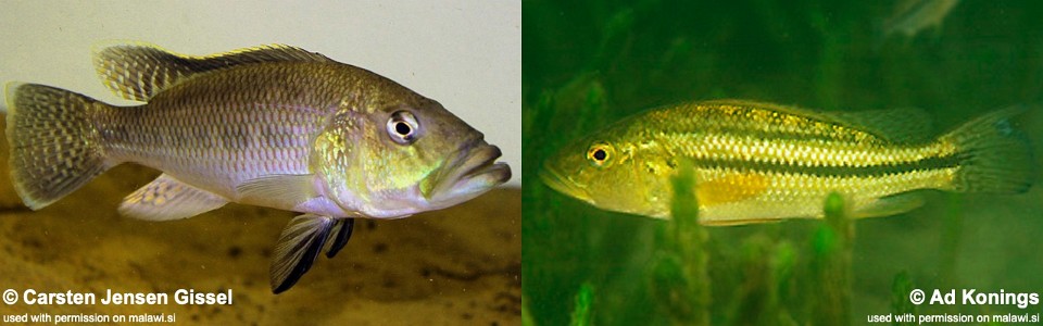 Serranochromis robustus 'Chiofu'