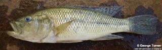 Serranochromis robustus 'Lake Chilingali'.jpg