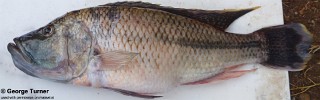 Serranochromis robustus 'Lake Kingiri'.jpg