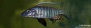 Stigmatochromis macrorhynchos.jpg