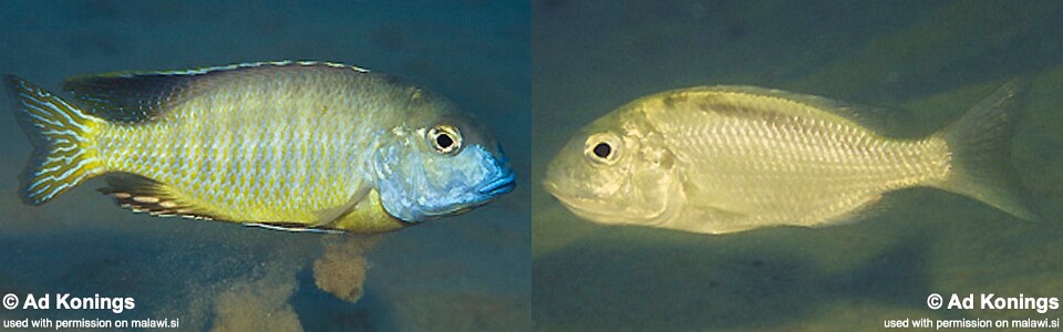 Tramitichromis brevis 'Mala Point'