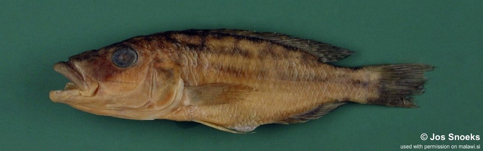 Tyrannochromis sp. 'macrostoma short pedicel' Kirondo