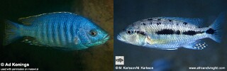 &#39;Hemitaeniochromis&#39;