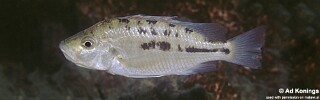 &#39;Hemitaeniochromis&#39; sp. &#39;insignis mumbo&#39; Chiofu
