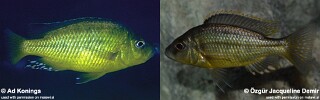 &#39;Hemitaeniochromis&#39; sp. &#39;spilopterus yellow&#39;