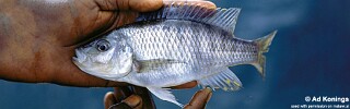 &#39;Hemitaeniochromis&#39; sp. &#39;spilopterus jalo&#39; Jalo Reef