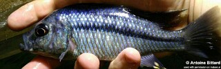&#39;Hemitaeniochromis&#39; sp. &#39;spilopterus kande&#39; Kande Island