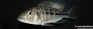Hemitaeniochromis urotaenia.jpg
