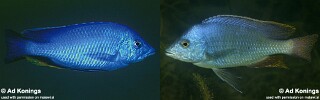 Hemitilapia oxyrhynchus