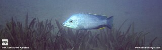 Hemitilapia oxyrhynchus 'Metangula'.jpg