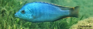 Hemitilapia oxyrhynchus 'Mumbo Island'.jpg