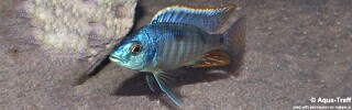 Hemitilapia oxyrhynchus.jpg