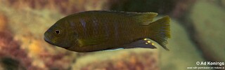 Iodotropheus sp. 'londo' Mesule Point.jpg