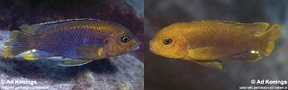 Iodotropheus sprengerae