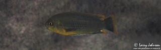 Iodotropheus sprengerae 'Chinyankwazi Island'.jpg