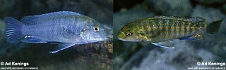 Iodotropheus stuartgranti 'Gome'.jpg