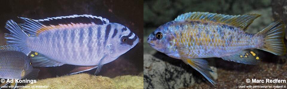 Labeotropheus fuelleborni 'Chinyankwazi Island'