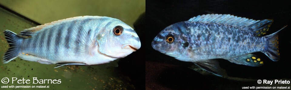 Labeotropheus fuelleborni 'Ikwasi'