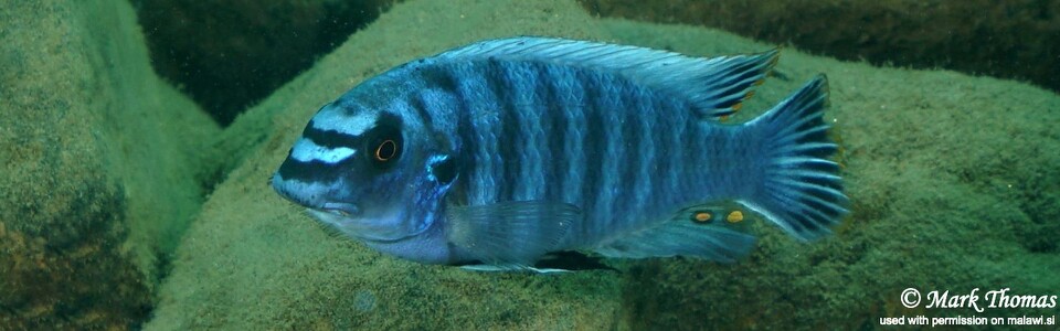 Labeotropheus fuelleborni 'Lifuma'