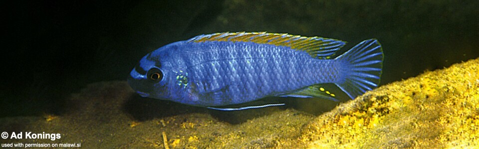 Labeotropheus fuelleborni 'Makanjila Point'
