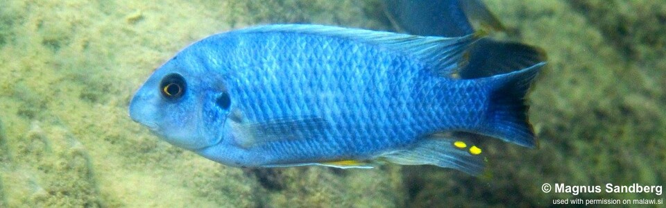 Labeotropheus fuelleborni 'Maleri Island'<br><font color=gray>Labeotropheus alticodia 'Maleri Island'</font> 