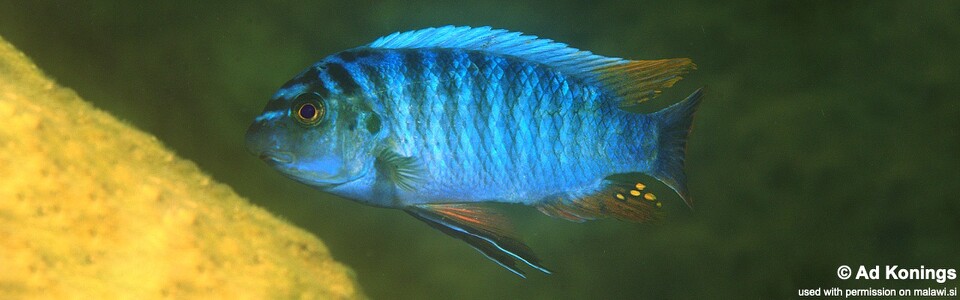 Labeotropheus fuelleborni 'Mumbo Island'<br><font color=gray>Labeotropheus artatorostris 'Mumbo Island'</font> 