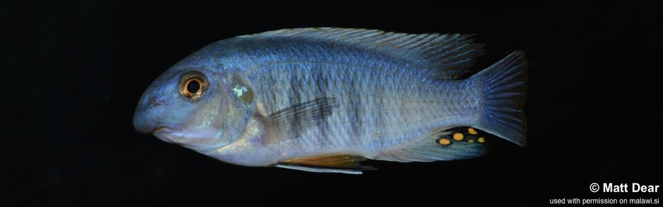 Labeotropheus fuelleborni 'Ndonga'