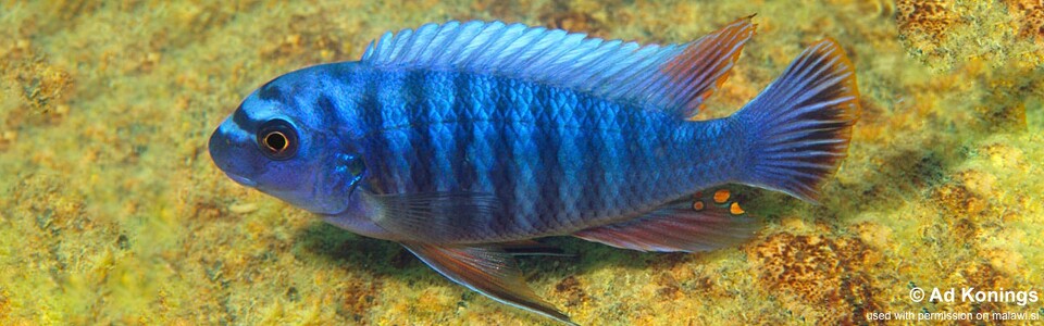 Labeotropheus fuelleborni 'Otter Island'<br><font color=gray>Labeotropheus artatorostris 'Otter Island'</font> 
