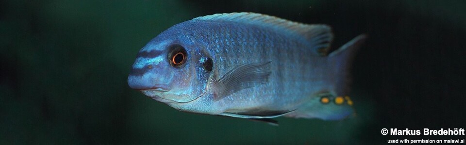 Labeotropheus fuelleborni 'Chovya'